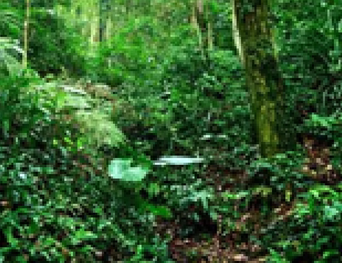 Hijaukan Hutan , Ramahkan Anak